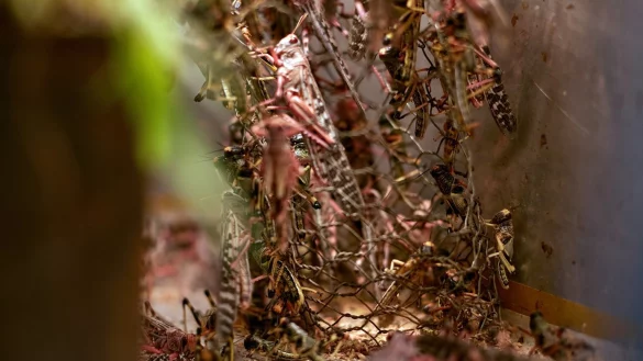 Brot mit Heuschrecken&ouml;l - &copy; Foto: Armstrong Too kikambala Road/dpa