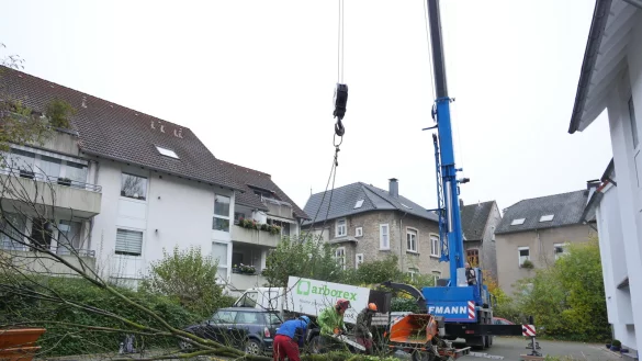 In Detmold d&uuml;rfen B&auml;ume jederzeit gef&auml;llt werden - eine Baumschutzsatzung gibt es derzeit nicht. Die Gr&uuml;nen wollen das &auml;ndern.&nbsp; - &copy; Jost Wolf