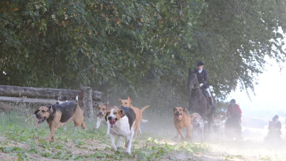 Schleppjagd: Die erste Jagd der Saison des Schleppjagdvereins Lipperland fand traditionell am Schloss und Gut Wendlinghausen statt. Die Cappenberger Meute folgte dem Schleppenleger, w?hrend sich die Reiter im Hintergrund schon auf das n?chste Naturhindernis vorbereiten. Durch die lange Hitzeperiode waren die Felder und Wege sehrt staubig. - &copy; Tanja Watermann