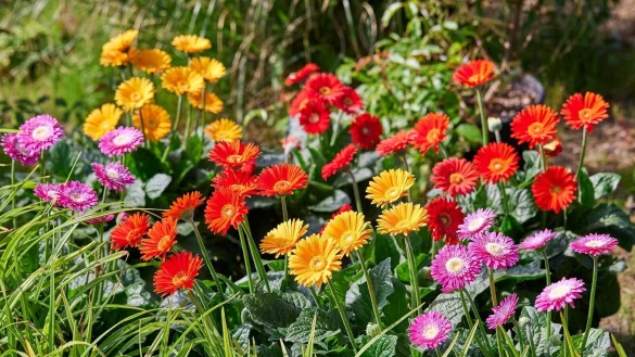 - &copy; GMH/dpa-tmn