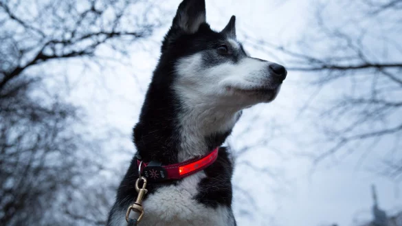 Leuchtendes Halsband f&uuml;r Hunde - &copy; Foto: Florian Schuh/dpa-tmn