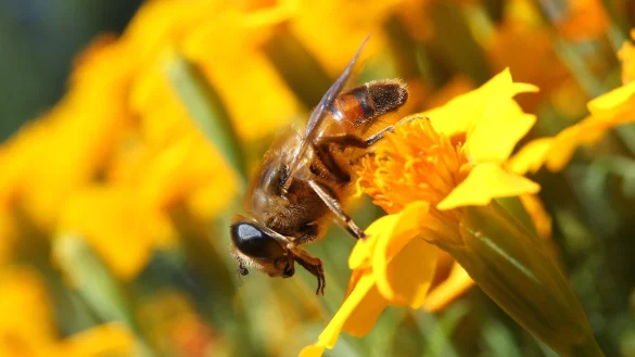 Bienen - &copy; Foto: Karl-Josef Hildenbrand/dpa