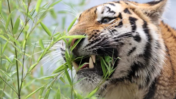 Amur-Tiger - &copy; Foto: Jan Woitas