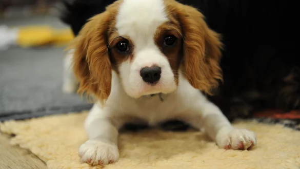 Schlafdecke ans Bett - &copy; Foto: Franziska Gabbert/dpa-tmn