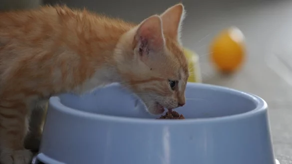 Katze - &copy; Foto: Soeren Stache/dpa