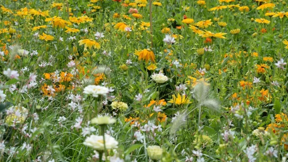 Blumenwiese statt Rasen - &copy; Foto: Andrea Warnecke