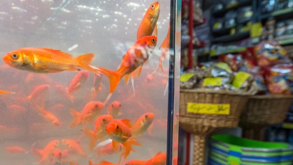 Goldfische - &copy; Foto: Boris Roessler/dpa