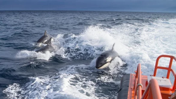 &laquo;Killerwal&raquo;-Attacken in Spanien - &copy; Foto: Ministerium f&uuml;r Verkehr, Mobilit&auml;t und st&auml;dtische Agenda /dpa