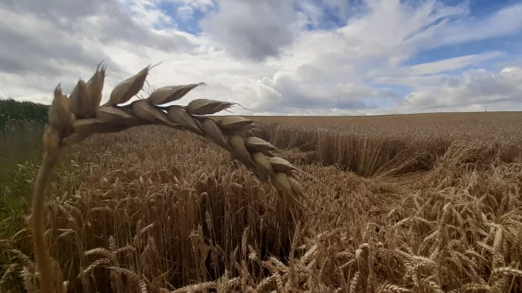 Laut EU-Kommission liefern Ukraine und Russland zusammen rund 34 Prozent des Weizens f&uuml;r die Weltm&auml;rkte. (Symbolbild). - &copy; Uwe M&uuml;ller