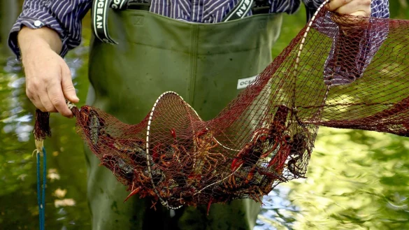 Sumpfkrebse in Berlin - &copy; Foto: Britta Pedersen/dpa