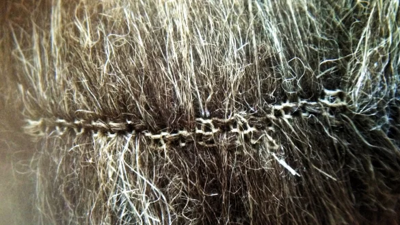 Kunstfell - &copy; Foto: Vier Pfoten/dpa-tmn