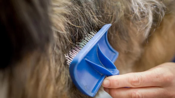 Winterfell: Hundehaare k&ouml;nnen f&uuml;r V&ouml;gel gef&auml;hrlich werden - &copy; Foto: Frank Rumpenhorst/dpa-tmn