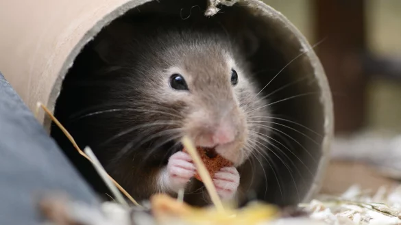 Hamster gehen gerne auf Futtersuche - &copy; Foto: Caroline Seidel/dpa-tmn