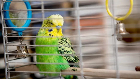 Wellensittich - &copy; Foto: Christin Klose/dpa-tmn