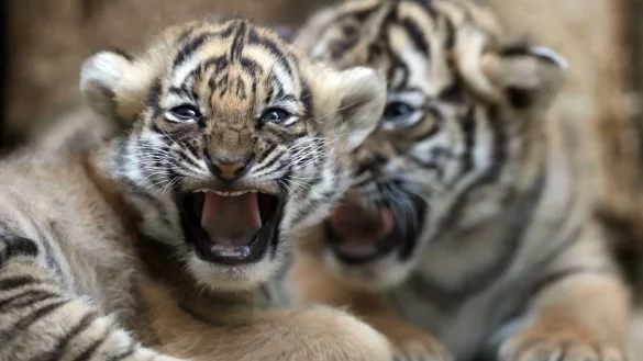 Seltene malaysische Tigerbabys - &copy; Foto: Petr David Josek/AP/dpa