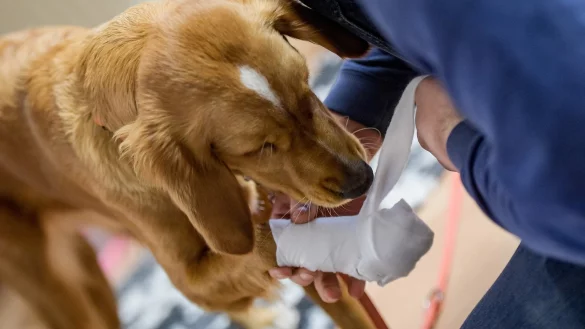Ein verletzter Hund - &copy; Foto: Axel Heimken/dpa/dpa-tmn