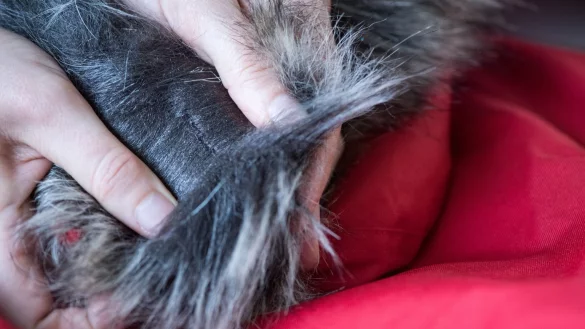 Echtpelz von Kunstpelz unterscheiden - © Foto: Franziska Gabbert