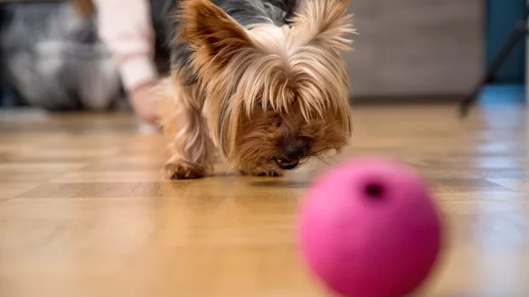 Hunde lieben Spiele - &copy; Foto: Christin Klose/dpa-tmn