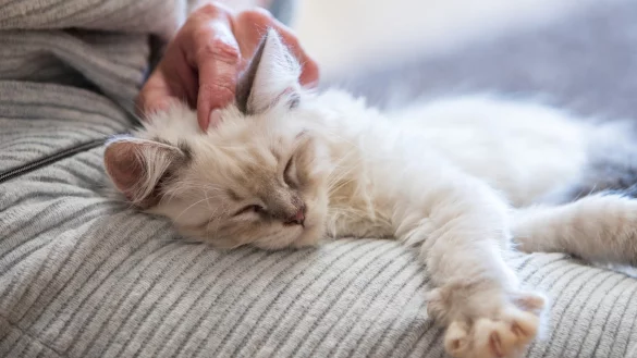 Keine Haustiere verschenken - &copy; Foto: Christin Klose/dpa-tmn