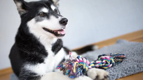 Teppich auslegen - &copy; Foto: Florian Schuh/dpa-tmn