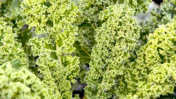 Gr&uuml;nkohl - &copy; Foto: Zacharie Scheurer/dpa-tmn