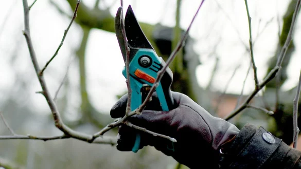 Obstbaum-Schnitt - &copy; Foto: Britta Pedersen/dpa-Zentralbild/dpa-tmn