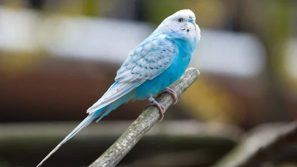 Sommer auf dem Balkon auch f&uuml;r Zierv&ouml;gel - &copy; Foto: Andrea Warnecke/dpa-tmn