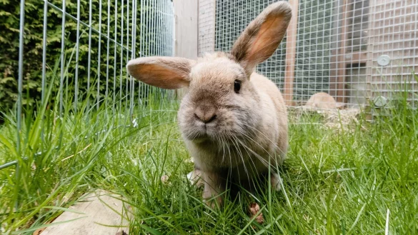 Kaninchen - &copy; Foto: Markus Scholz/dpa-tmn