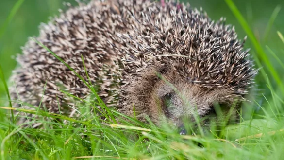 Igel brauchen viel Wasser - &copy; Foto: Klaus-Dietmar Gabbert/dpa-tmn