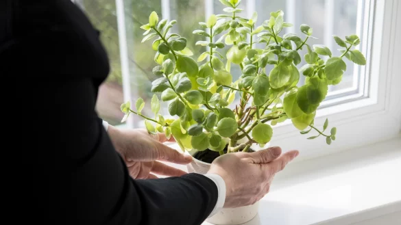 Eine Pflanze braucht Licht - &copy; Foto: Christin Klose/dpa-tmn