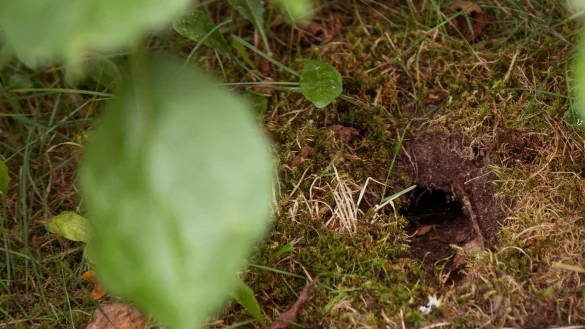 Ein Loch in der Gartenerde - &copy; Foto: Christin Klose/dpa-tmn