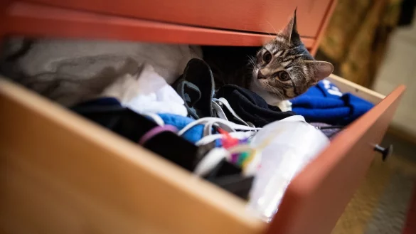 Katze in Schublade - &copy; Foto: Franziska Gabbert/dpa-tmn