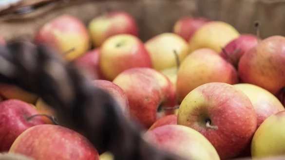 &Auml;pfel im Korb - &copy; Foto: Robert G&uuml;nther/dpa-tmn