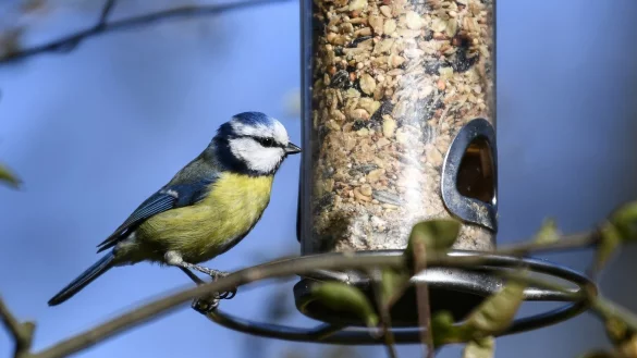 Vogel im Garten - &copy; Foto: Kirsten Neumann/dpa-tmn