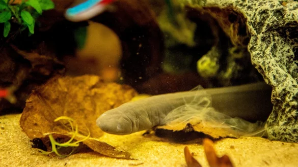 Schwimmw&uuml;hle - &copy; Foto: Zacharie Scheurer/dpa-tmn