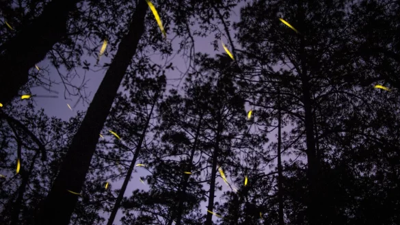 Gl&uuml;hw&uuml;rmchen - &copy; Foto: Jesus Alvarado/dpa/dpa-tmn