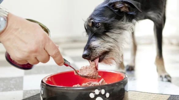 F&uuml;tterung - &copy; Foto: Monique W&uuml;stenhagen/dpa-tmn