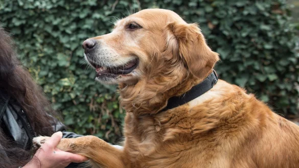 Begleithund - &copy; Foto: Frank Rumpenhorst/dpa-tmn