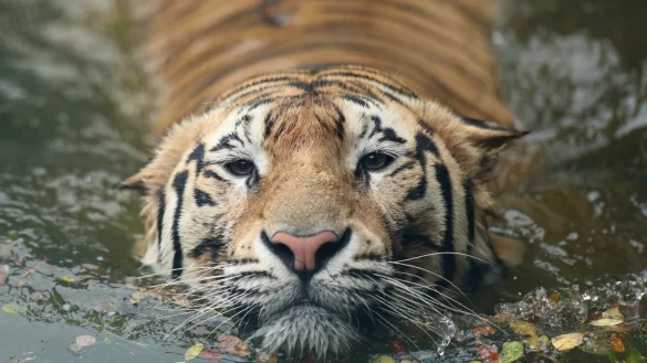 Ein K&ouml;nigstiger - &copy; Foto: Md Manik/SOPA Images via ZUMA Wire/dpa/Symbolbild