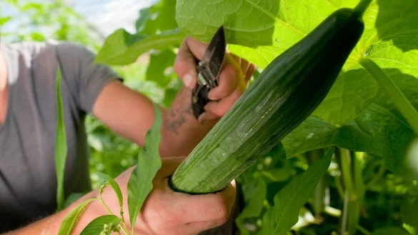 Neue Sch&auml;dlinge: Reis- und Baumwanzen vom Gem&uuml;se absammeln - &copy; Foto: Klaus-Dietmar Gabbert/dpa-tmn