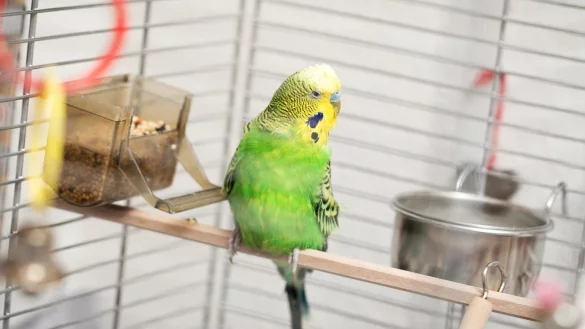 Wasser zum Trinken im K&auml;fig - &copy; Foto: Christin Klose/dpa-tmn