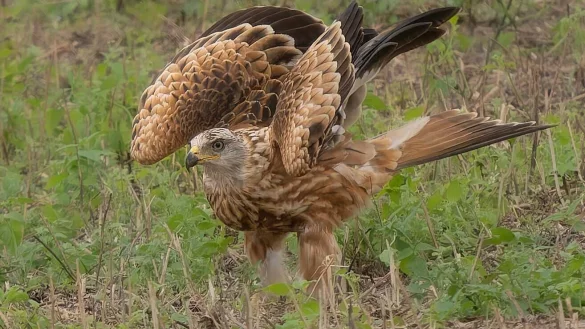 Der Rotmilan steht auf der Vorwarnliste der gef&auml;hrdeten Arten in Deutschland. - &copy; privat