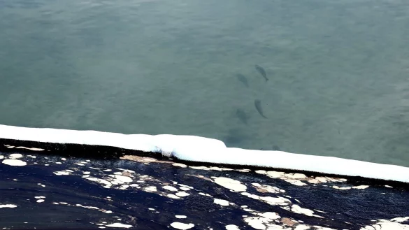 Umweltkatastrophe - &copy; Foto: -/XinHua/dpa