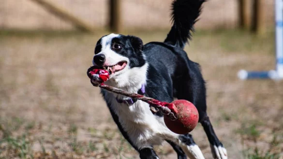Manche Vierbeiner haben gutes Ged&auml;chtnis - &copy; Foto: E&ouml;tv&ouml;s Lor&aacute;nd University/dpa
