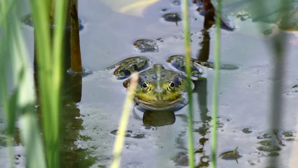 Frosch - &copy; Foto: Andrea Warnecke