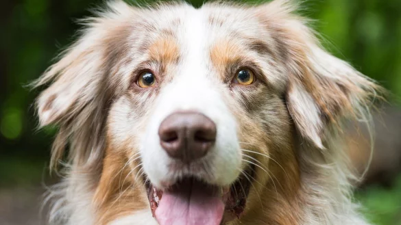 Hundesteuer - &copy; Foto: Oliver Dietze/dpa