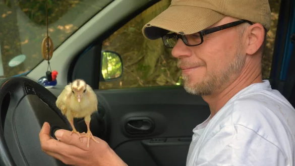 Der Kalletaler Henry Frenzel betreut ein Pfauenküken, das am liebsten jede Minute an seiner Seite verbringt. - © Tanja Watermann