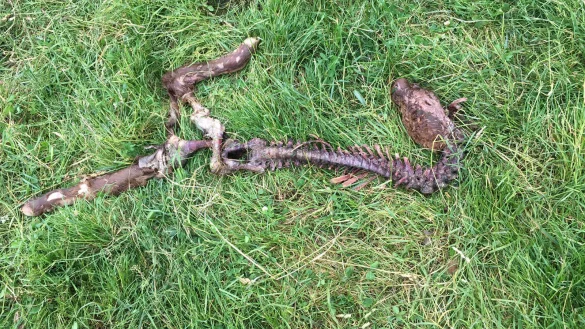 Der Kadaver des Kalbes wurde abseits in der N&auml;he des Weidezauns gefunden - &copy; Seda Hagemann