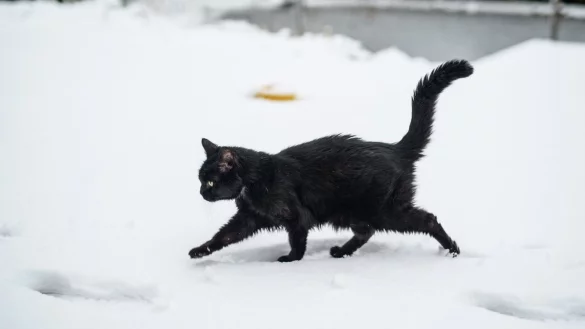 Schwarze Katze im Winter - &copy; Foto: Daniel Reinhardt