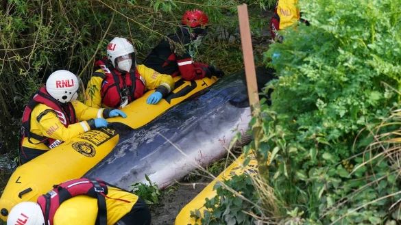 Wal in der Themse - &copy; Foto: Yui Mok/PA Wire/dpa